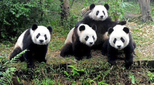 MEET THE PANDA