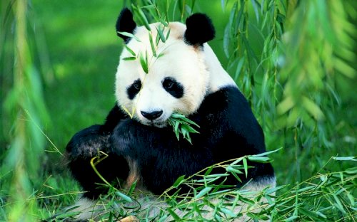 MEET THE PANDA