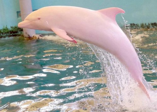 Pink River Dolphin