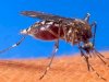 West Nile fever in Kerala; 1 dead, health officials put alert