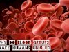 Why Do Blood Groups Make Humans Unique?