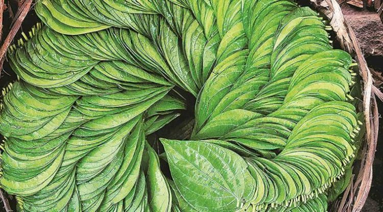 Amazing health Benefits of Betel Leaves You Never Knew