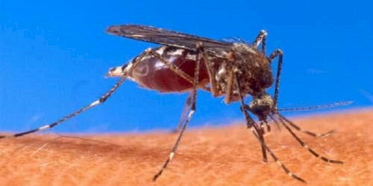 West Nile fever in Kerala; 1 dead, health officials put alert